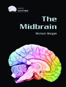 The Midbrain (Gray Matter)